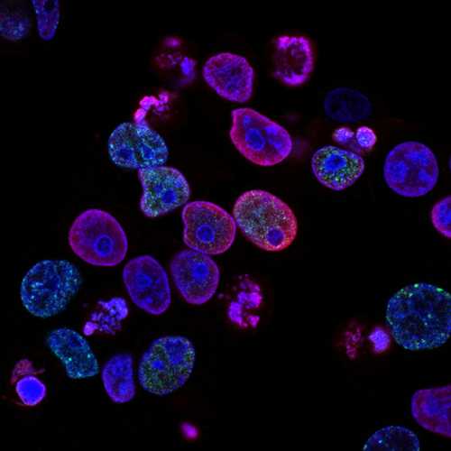 CDC Reports 40% Reduction in Hospital-Acquired AMR Infections Following Nationwide Phage Therapy Integration