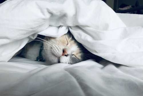 Losing Just 80 Minutes of Sleep Nightly Triggers Weight Gain and Sedentary Behavior, Columbia Study Reveals