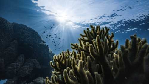 Marine Biologists Discover Thriving 'Alien' Ecosystem in the Mariana Trench Powered by New Chemical Process