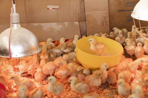 Nestle Focuses on Pet Care Growth in 2026 Strategy