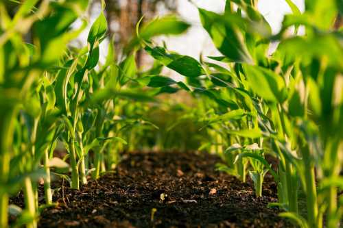 Policy Delays Cost Pakistan’s Agriculture Sector Billions: OICCI Report