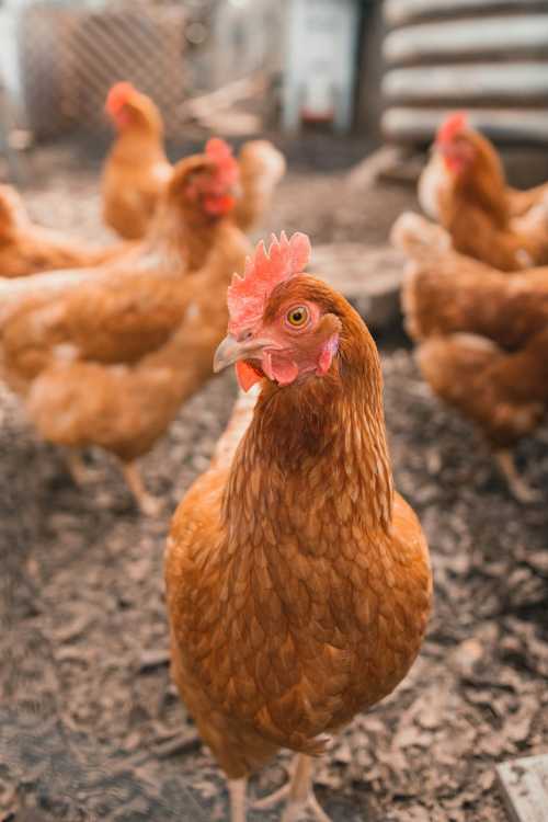 Rising Bird Flu Cases in 2026: CDC and WHO Monitor A(H5) Avian Influenza Threat